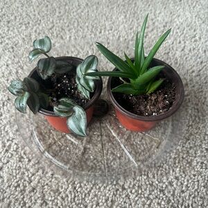 Live Indoor Tradescantia Nanouk and Succulent Plants